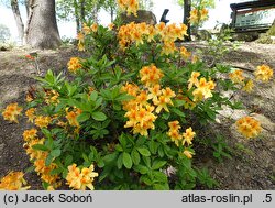 Rhododendron hort. Goldflamme