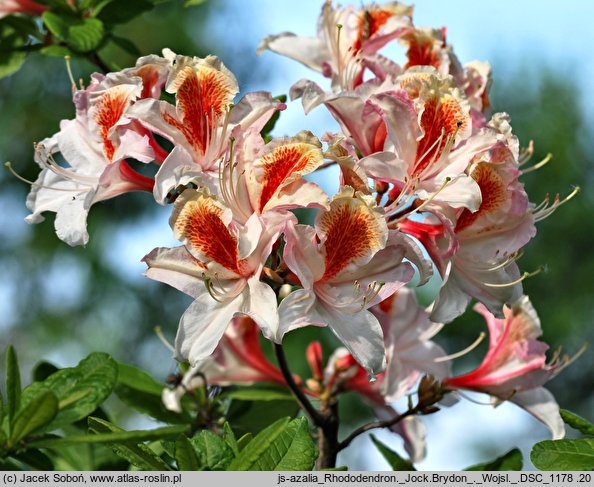 Rhododendron hort. Jock Brydon