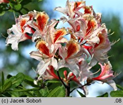 Rhododendron Jock Brydon