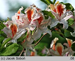 Rhododendron hort. Jock Brydon