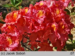 Rhododendron Juanita