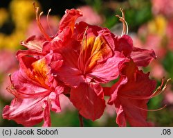 Rhododendron Juanita