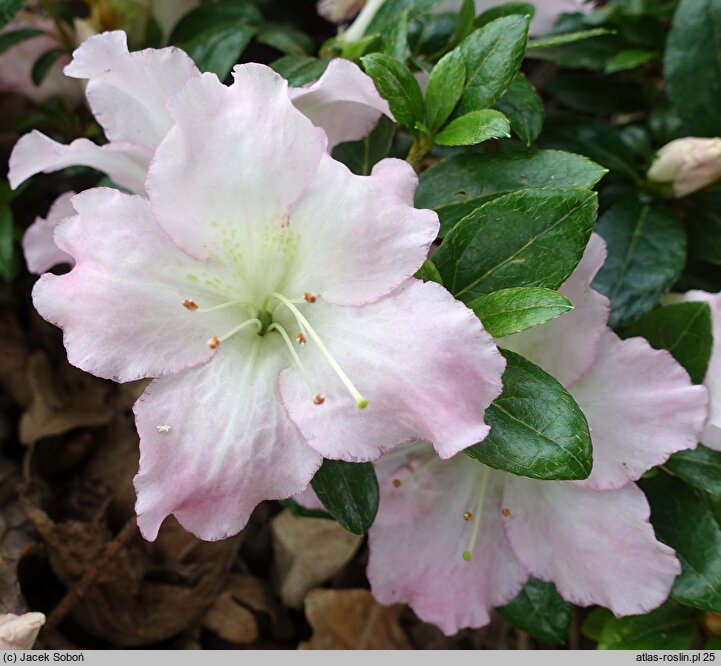 Rhododendron hort. Kaho