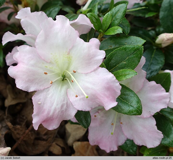 Rhododendron Kaho