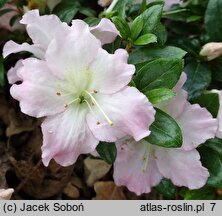 Rhododendron hort. Kaho
