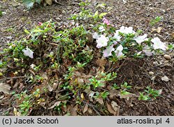Rhododendron hort. Kaho