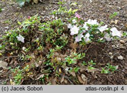 Rhododendron Kaho