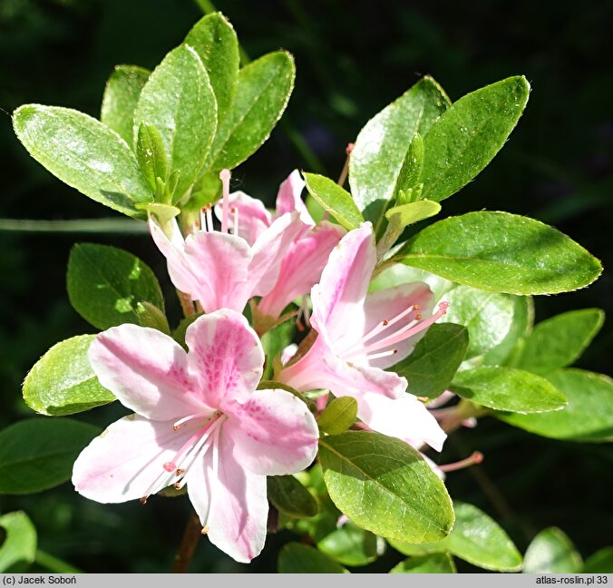 Rhododendron Kermesina Rose