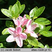 Rhododendron Kermesina Rose