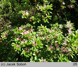 Rhododendron hort. Kermesina Rose