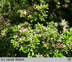 Rhododendron Kermesina Rose