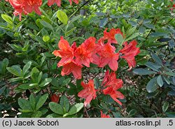 Rhododendron hort. Koster's Brilliant Red