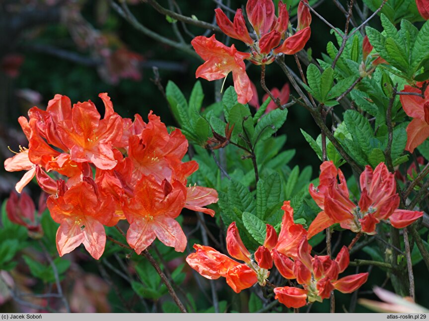 Rhododendron hort. Koster's Brilliant Red