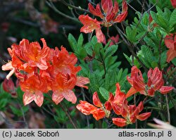 Rhododendron hort. Koster's Brilliant Red