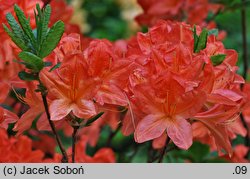 Rhododendron Spek's Brilliant