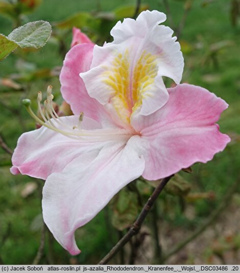 Rhododendron hort. Kranenfee
