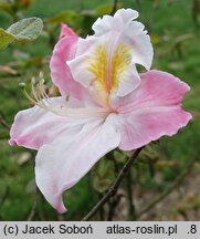 Rhododendron hort. Kranenfee