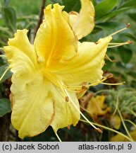 Rhododendron Marabella