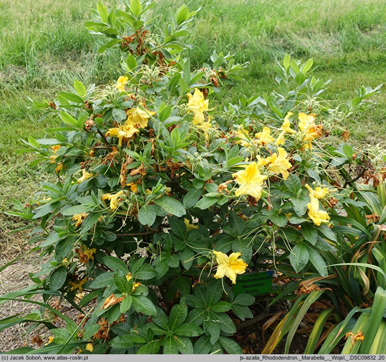 Rhododendron Marabella