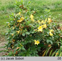 Rhododendron Marabella