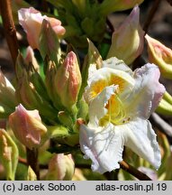 Rhododendron hort. Möve