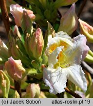 Rhododendron Möve