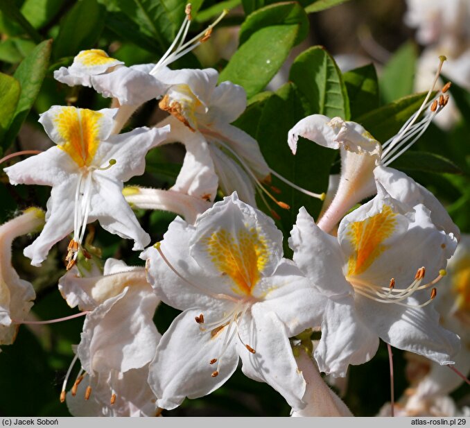 Rhododendron hort. Möve