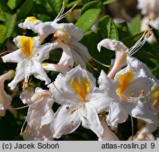 Rhododendron hort. Möve