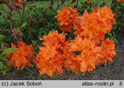 Rhododendron hort. Orangeade