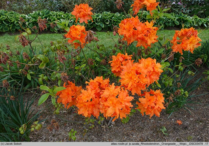 Rhododendron hort. Orangeade