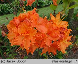 Rhododendron hort. Orangeade