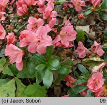 Rhododendron Pink Pancake