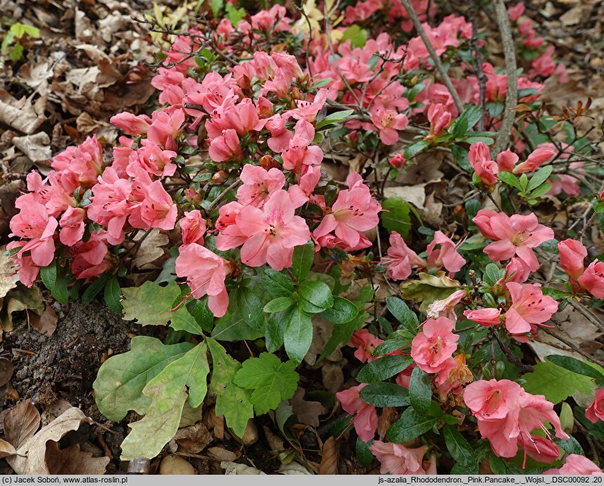 Rhododendron Pink Pancake