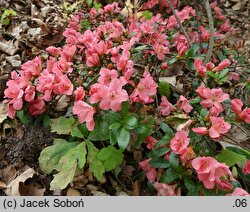 Rhododendron hort. Pink Pancake
