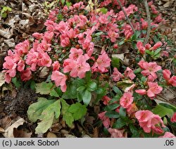 Rhododendron Pink Pancake