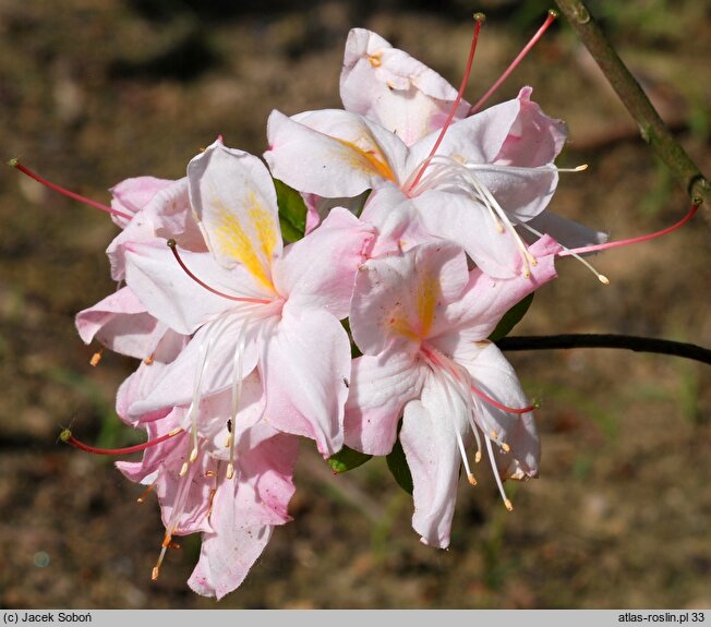 Rhododendron hort. Satomi