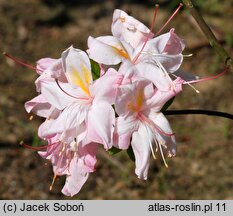 Rhododendron hort. Satomi