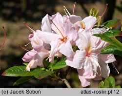 Rhododendron Satomi