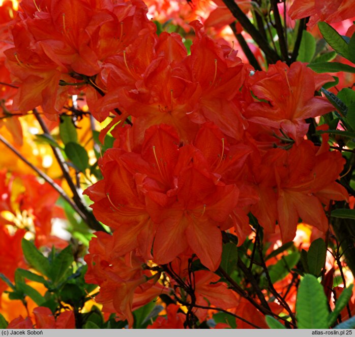 Rhododendron hort. Saturnus