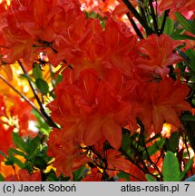 Rhododendron hort. Saturnus