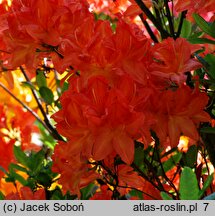 Rhododendron Saturnus