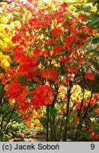 Rhododendron hort. Saturnus