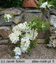 Rhododendron Schneegold