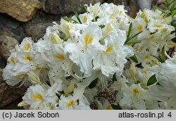 Rhododendron hort. Schneegold
