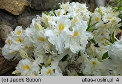 Rhododendron Schneegold