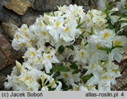 Rhododendron Schneegold