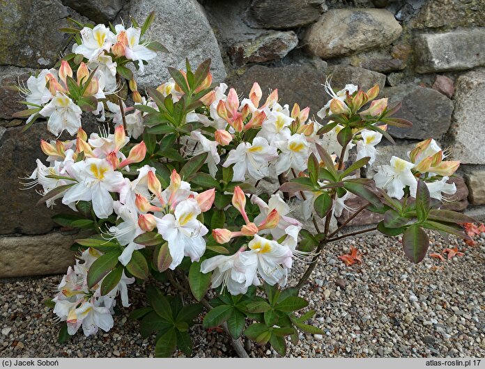 Rhododendron hort. Silver Slipper