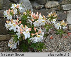Rhododendron hort. Silver Slipper