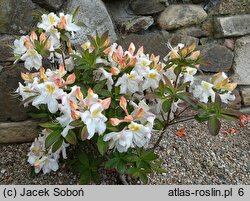 Rhododendron Silver Slipper