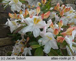 Rhododendron hort. Silver Slipper